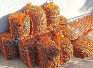 Zbiórka kasztanów oraz aluminiowych puszek dla Krzysia